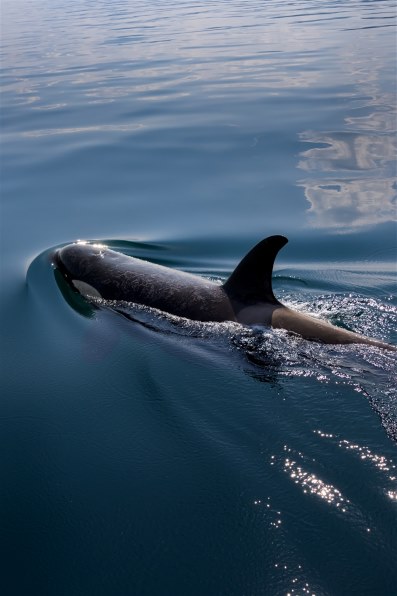 【作例あり】ニコン AF-S NIKKOR 28-300mm VR レビュー】AF-S NIKKOR 28-300mm f3.5-5.6G ED VR ③ | 銀の備忘録