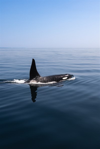 ニコン AF-S NIKKOR 28-300mm f/3.5-5.6G ED VRで撮影された写真