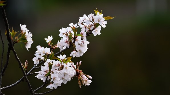 シグマ 100-400mm F5-6.3 DG OS HSM [ニコン用]投稿画像・動画 - 価格.com