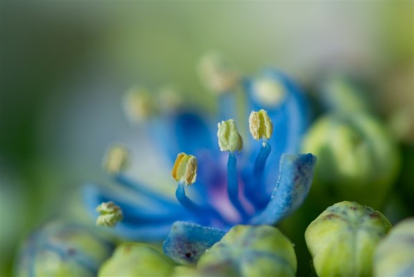 TAMRON SP AF 180mm F/3.5 Di LD [IF] MACRO 1:1 (Model B01