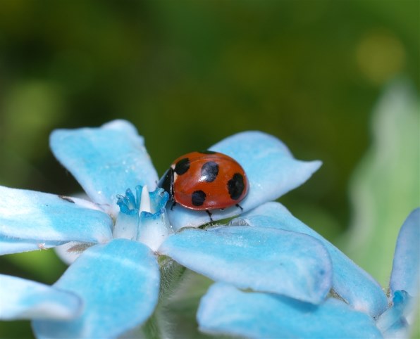 PENTAX DA 35mm f2.8 macro limited シルバー Amazon.com : Pentax SMCP-DA 35mm f/2.8 HD Macro Limited Lens
