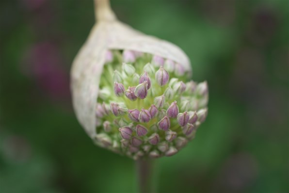 HD PENTAX-DA 35mmF2.8 Macro Limited シルバー ペンタックス HD PENTAX-DA 35mmF2.8 Macro Limited [シルバー