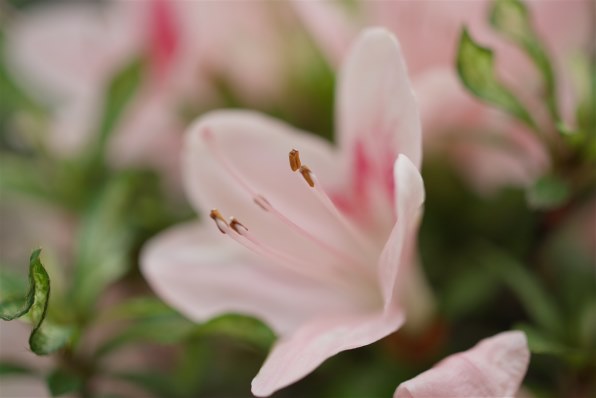 ペンタックス HD PENTAX-DA 35mmF2.8 Macro Limited [シルバー