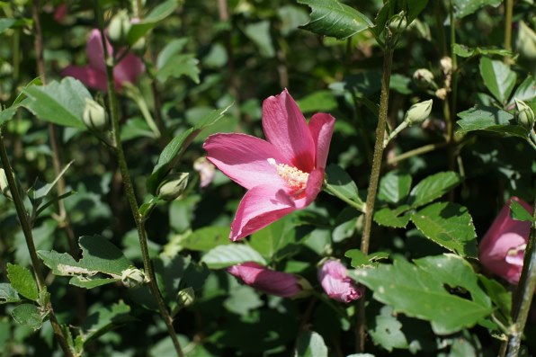 SONY α NEX-3D ダブルレンズキット [ピンク]で撮影された写真 - 価格.com