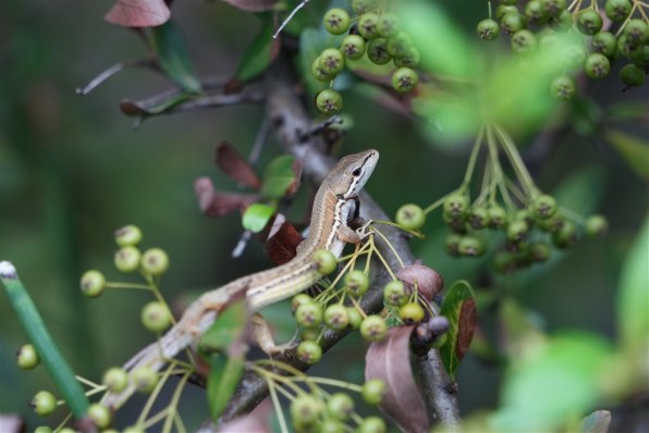 TAMRON 28-200mm F/2.8-5.6 Di III RXD (Model A071) 価格比較 - 価格.com