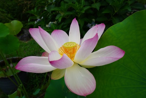 SONY E 10-18mm F4 OSS SEL1018 価格比較 - 価格.com