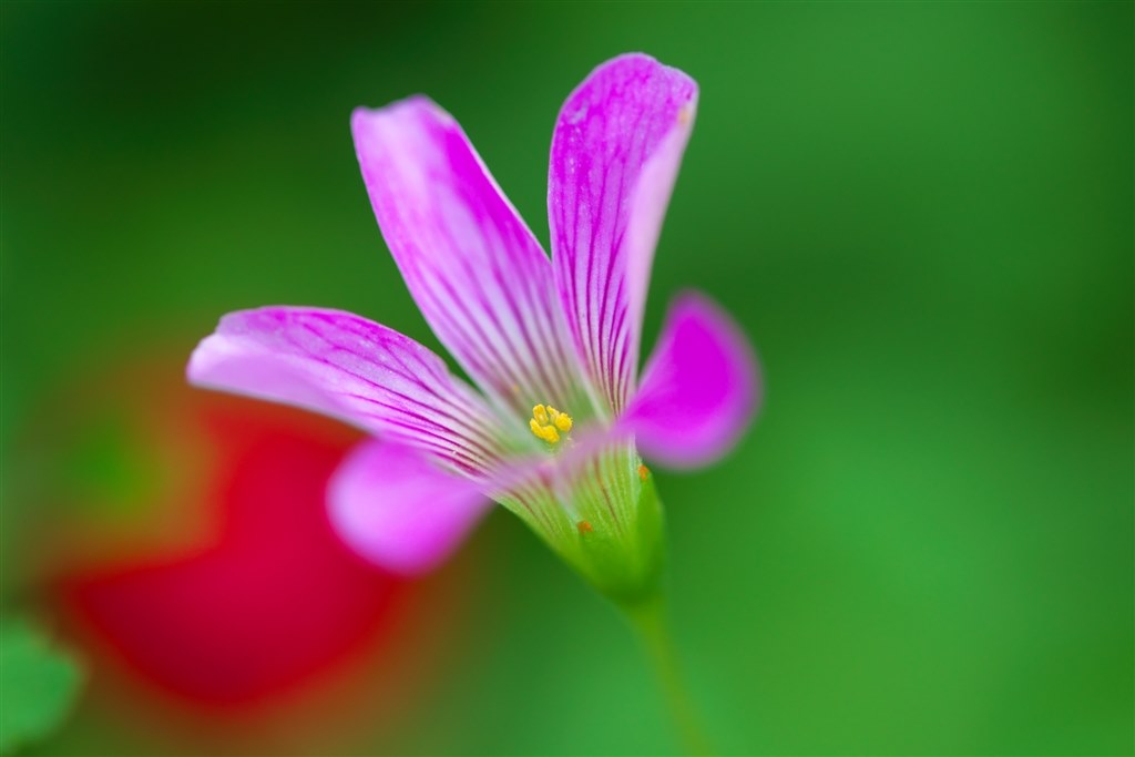 【美品・防湿庫保存】EF-S60mm F2.8 マクロ USM 美品・防湿庫保存】EF-S60mm F2.8 マクロ USM