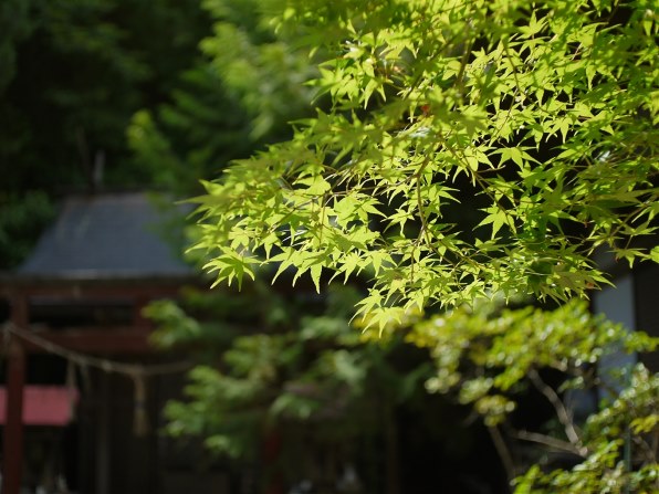銘匠光学 TTArtisan 25mm f/2 C [マイクロフォーサーズ用]投稿