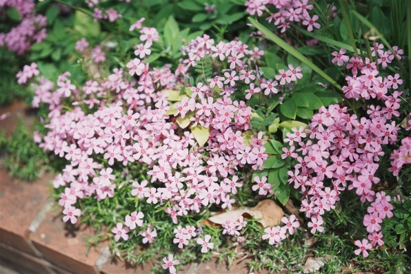 シグマ 65mm F2 DG DN [ソニーE用]投稿画像・動画 (レビュー) - 価格.com