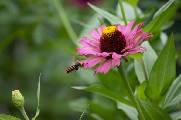 ペンタックス HD PENTAX-DA 55-300mmF4.5-6.3ED PLM WR REで撮影された