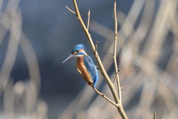 ニコン Z TELECONVERTER TC-2.0x レビュー評価・評判 - 価格.com