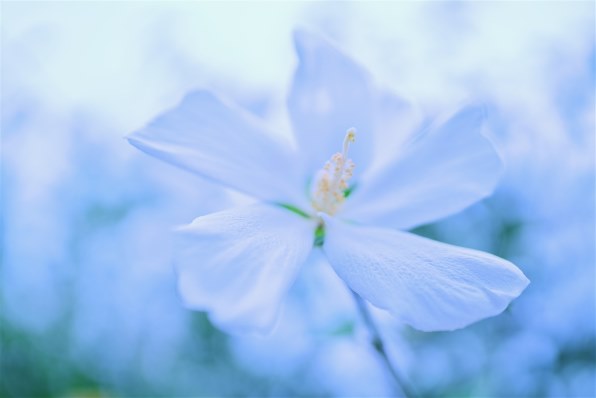 SONY FE 35mm F1.4 GM SEL35F14GM 価格比較 - 価格.com