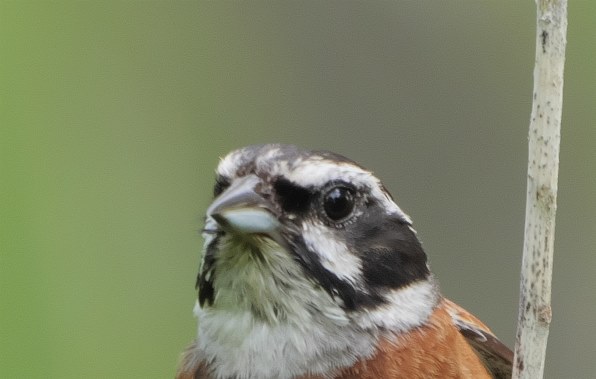 パナソニック LEICA DG VARIO-ELMAR 100-400mm/F4.0-6.3 ASPH./POWER