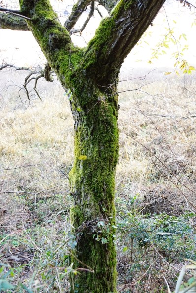 SONY Vario-Sonnar T＊ DT 16-80mm F3.5-4.5 ZA SAL1680Zで撮影された