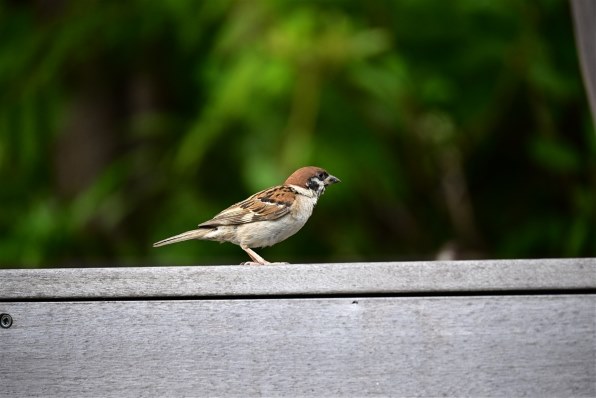 生写真確認用part4 生写真確認用part4