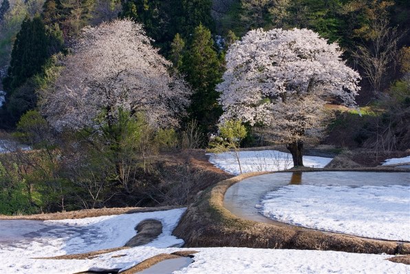 CANON EOS 40D ボディで撮影された写真 - 価格.com