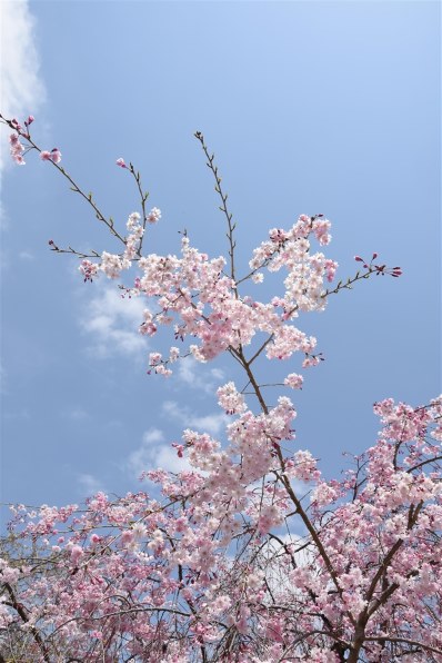 ニコン D7200 ボディ投稿画像・動画 - 価格.com