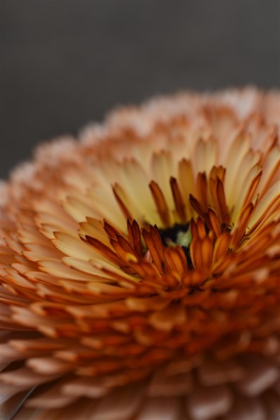 ✨極美品✨ニコン D7200 ボディ❤️わずか9,254ショット！ ニコン D7200 ボディ投稿画像・動画 - 価格.com