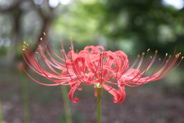 富士フイルム フジノンレンズ XF33mmF1.4 R LM WR 価格比較 - 価格.com