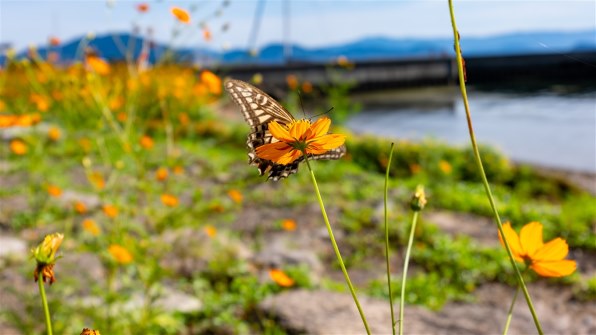 パナソニック LUMIX DC-S9N-N 広角ズームレンズキット [チタンゴールド