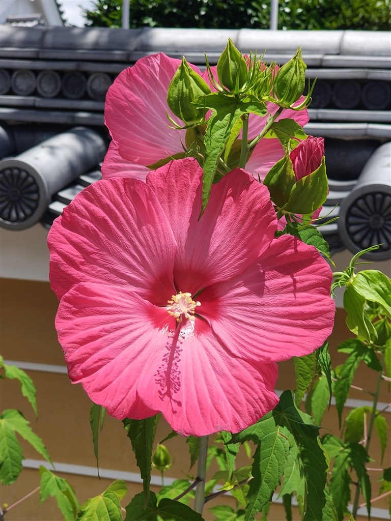 ☆コスパ端末の王様？☆』 MOTOROLA motorola edge 50s pro SoftBank