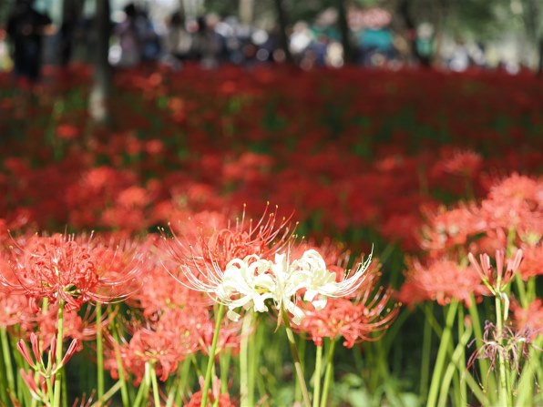 オリンパス M.ZUIKO DIGITAL ED 40-150mm F2.8 PROで撮影された写真