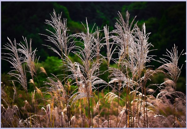 【パナソニック/望遠】 LUMIX G VARIO 45-150mm シルバー Amazon.com : Panasonic Telephoto Zoom Lens for Micro Four Thirds