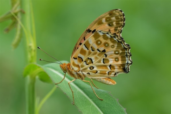 はるぅ　【美品】FE70200 F4 Macro SONY FE 70-200mm F4 Macro G OSS II SEL70200G2 価格比較
