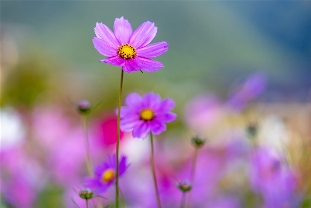 大きく、重いけど、写りに納得！』 CANON RF24-105mm F2.8 L IS