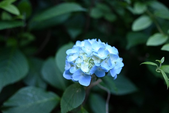 ニコン Z 30 ボディ レビュー評価・評判 - 価格.com