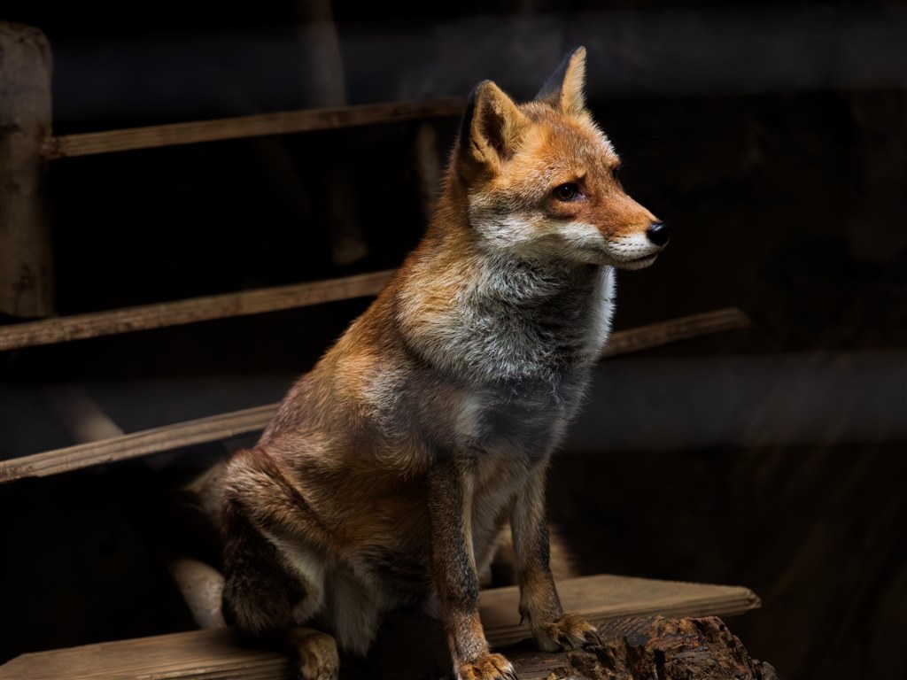 文句のつけどころがない高性能超望遠ズーム』 OMデジタル