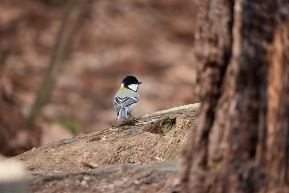写真のピントについて』 SONY E 70-350mm F4.5-6.3 G OSS SEL70350G の