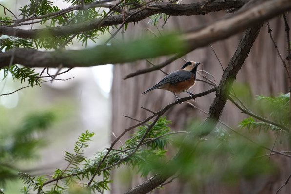 写真のピントについて』 SONY E 70-350mm F4.5-6.3 G OSS SEL70350G の