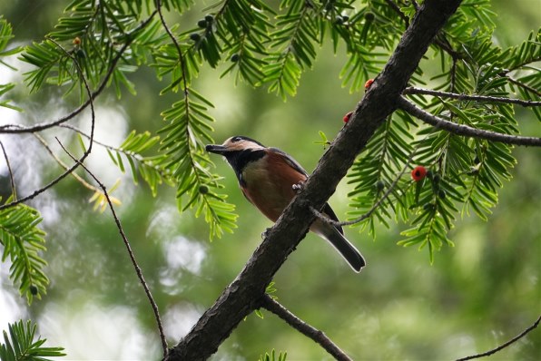 写真のピントについて』 SONY E 70-350mm F4.5-6.3 G OSS SEL70350G の