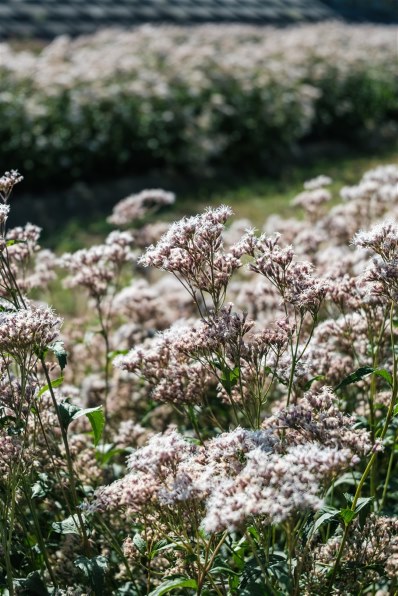 富士フイルム フジノンレンズ XF16-50mmF2.8-4.8 R LM WR 価格比較