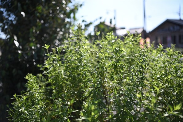 じん ニコン Z5II ボディ 価格比較 - 価格.com