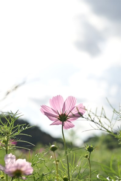 Nikon NIKKOR Z 40mm F2 作例あり ニコン NIKKOR Z 40mm f/2で撮影され