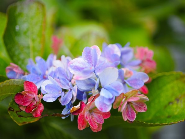 パナソニック LEICA DG VARIO-SUMMILUX 10-25mm/F1.7 ASPH. H-X1025