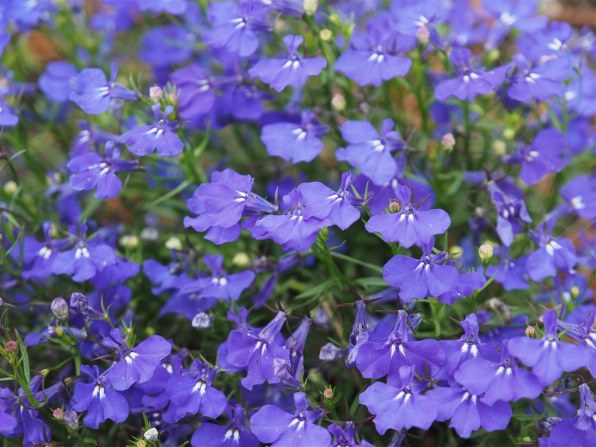 オリンパス ズイコーデジタル ED 12-60mm F2.8-4.0 SWD投稿画像・動画