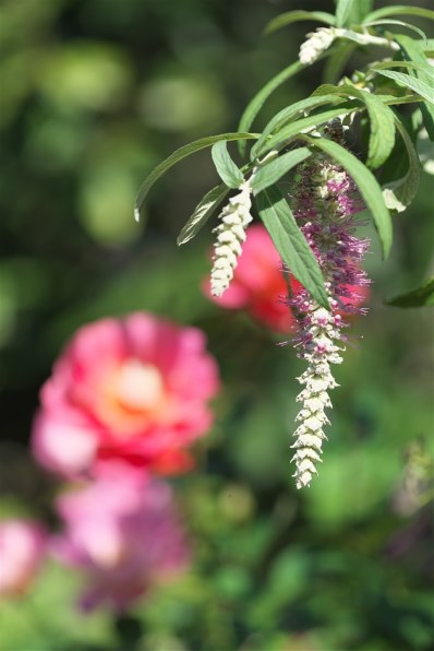 CANON EF100mm F2.8 マクロ USM投稿画像・動画 - 価格.com