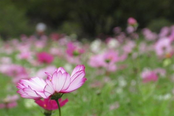 CANON IXY 650 m 価格比較 - 価格.com