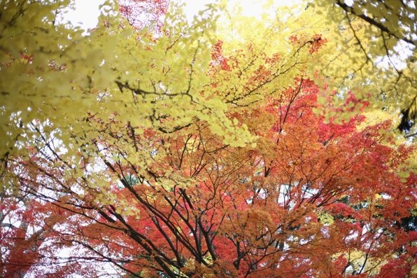 CANON EOS 5D Mark II ボディで撮影された写真 - 価格.com