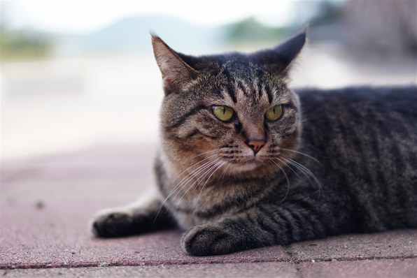 SONY E 50mm F1.8 OSS SEL50F18で撮影された写真 (レビュー) - 価格.com