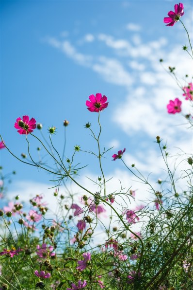 富士フイルム フジノンレンズ XF16-55mmF2.8 R LM WR II 価格比較