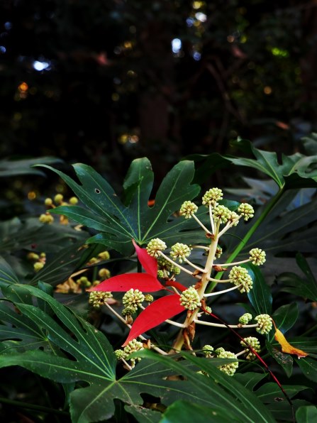 パナソニック LEICA DG VARIO-ELMARIT 12-60mm/F2.8-4.0 ASPH./POWER