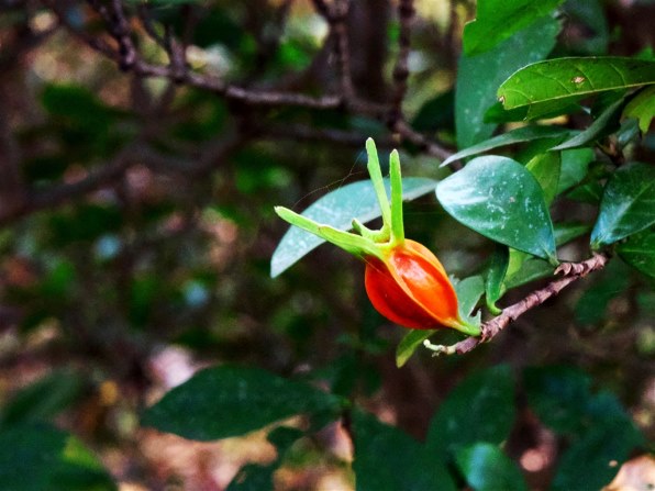 パナソニック LEICA DG VARIO-ELMARIT 12-60mm/F2.8-4.0 ASPH./POWER