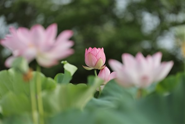 ステップアップ』 CANON RF70-200mm F2.8 L IS USM のクチコミ掲示板