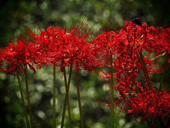 オリンパス M.ZUIKO DIGITAL ED 14-150mm F4.0-5.6 IIで撮影された写真