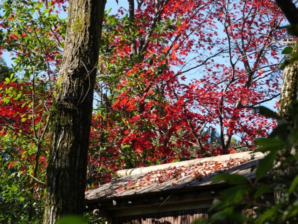 極めて遺憾』 パナソニック LUMIX DC-G100DW ダブルズームレンズキット