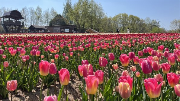 Apple iPhone 13 mini (PRODUCT)RED 256GB SIMフリー [レッド]投稿画像